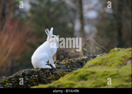 Lièvre alpin (Lepus timidus varronis) dans son pelage d'hiver Banque D'Images