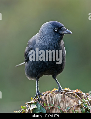 Choucas (Corvus monedula) plus petit membre de la famille, un oiseau omnivore intelligent. Banque D'Images