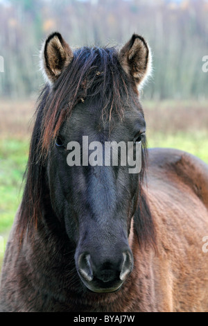 Homme konik Cheval (Equus przewalskii f. caballus), étalon de couleur sombre, portrait, Tarpan backbreeding Banque D'Images