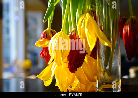 Les photos de la pendaison de tulipes d'un vase à l'intérieur dans la lumière du soleil Banque D'Images