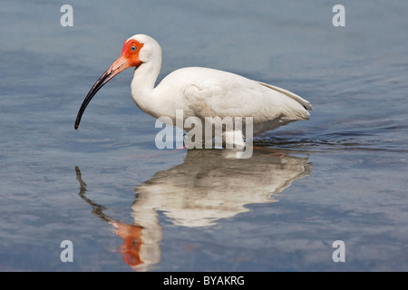 Un adulte Ibis blanc pêche dans une lagune côtière Banque D'Images