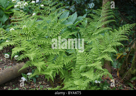 Dryopteris dilatata Fougère Buckler large Banque D'Images