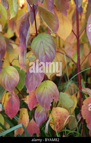 Cornouiller cornus feuilles en automne Banque D'Images