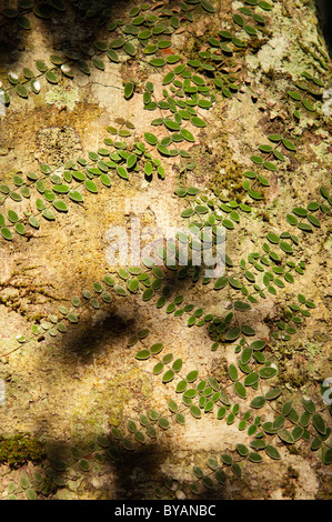 Jungle vine de grimper dans la forêt tropicale à jlang Danum Valley Conservation à Bornéo, en Malaisie Banque D'Images