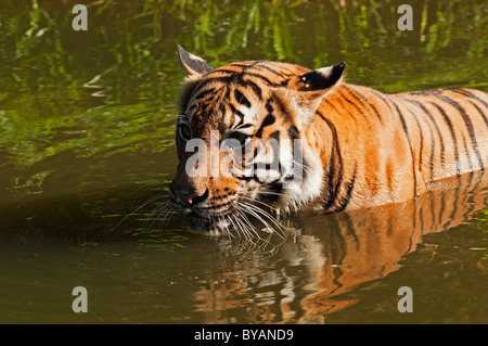 Tigre de Malaisie (Panthera tigris malayensis) prendre un bain. Banque D'Images