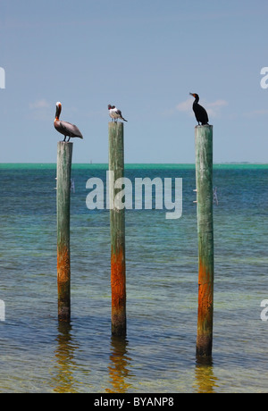 Trois oiseaux reste détente sur le post en bois, cormoran, mouette et Pélican noir Banque D'Images