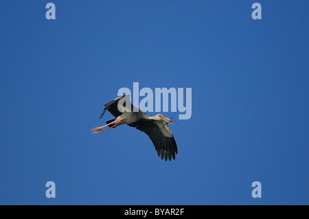 Open d'Asie Projet de loi dans son habitat naturel stork Banque D'Images