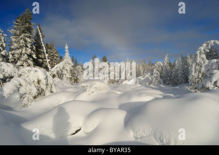 Forêt de pins tordus dans la neige de l'hiver. Le Parc National de Yellowstone, Wyoming, USA. Banque D'Images