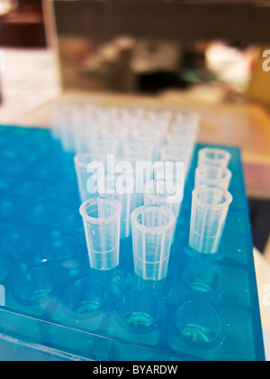 Pour Micropipette en laboratoire de biotechnologie. Banque D'Images