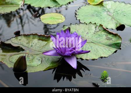 Purple Water Lily (Nymphaea) Banque D'Images