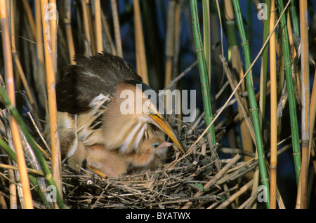 Blongios nain (Ixobrychus minutus), femme assise sur le nid à l'envol, le Parc National d'Hortobagy, Hongrie, Europe Banque D'Images