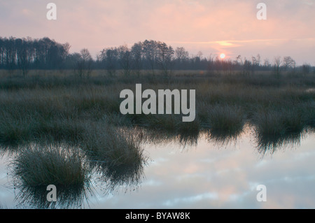 Réserve de tourbières bombées néerlandais au lever du soleil, Bargerveen, Hollande, Pays-Bas, Europe Banque D'Images