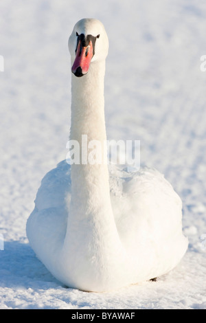 Mute swan (Cygnus olor) reposant dans la neige Banque D'Images