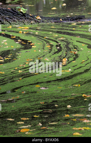 Niveau d'eau élevé dans une forêt alluviale près de Dessau, Mittlere Elbe réserve de la biosphère, sur l'Elbe, Saxe-Anhalt, Allemagne, Europe Banque D'Images