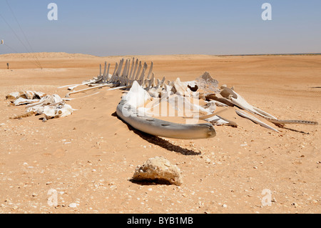 Carcasse de baleine géante lying on beach, Banc d'Arguin, Mauritanie, le nord-ouest de l'Afrique Banque D'Images