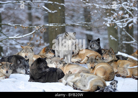 Les loups de la vallée du Mackenzie, les loups (Canis lupus occidentalis), femme de chef de meute parmi les loups dans le Banque D'Images