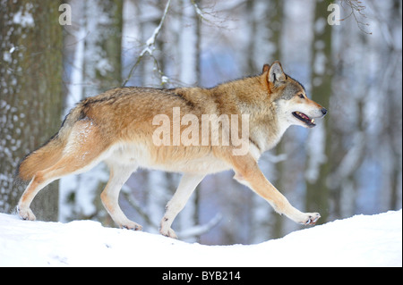 Le loup de la vallée du Mackenzie, le loup (Canis lupus occidentalis), mâle alpha tournant dans la neige Banque D'Images