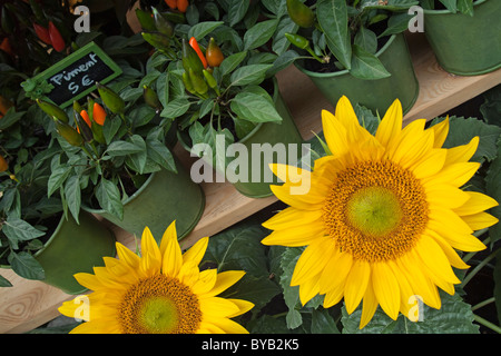 Les tournesols et les poivrons rouges sur l'affichage pour la vente à un fleuriste de la ville, Paris, France. Banque D'Images