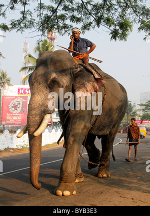 Éléphant d'Asie (Elephas maximus), travaillant sur la route de l'éléphant, l'éléphant, formateur, Ochanathuruthu d'Ernakulam, Kerala, Inde, Asie Banque D'Images