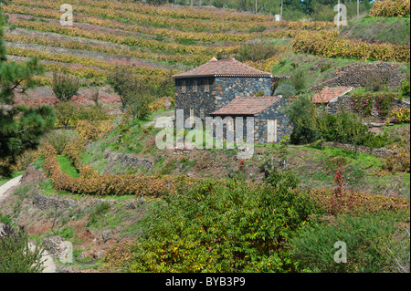 Petite maison dans un champ de vignes, La Palma, Canary Islands, Spain Banque D'Images