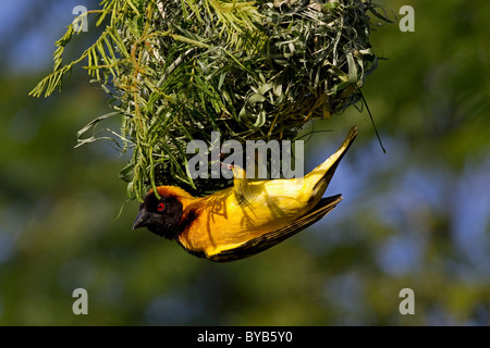 Village Weaver (Ploceus cucullatus) Banque D'Images