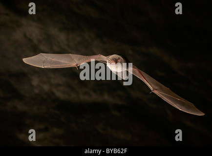 L'aile pliée commune Bat ou Schreiber a Long-Fingered Bat (Miniopterus schreibersii) Banque D'Images