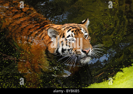 Tigre de Sibérie (Panthera tigris altaica), natation dans un fossé, le Tiergarten Nuernberg, Nuremberg, zoo de Nuremberg, Moyenne-franconie Banque D'Images