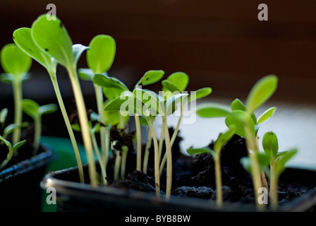 Les pousses des semis qui monte du sol dans les pots. Banque D'Images