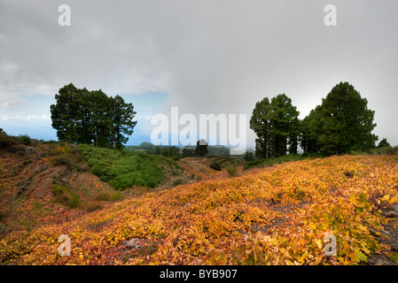 Vignobles à La Palma, îles Canaries, Espagne Banque D'Images