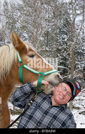 Funny Horse, cheval de trait belge et l'homme en neige de l'hiver, des animaux drôles Banque D'Images