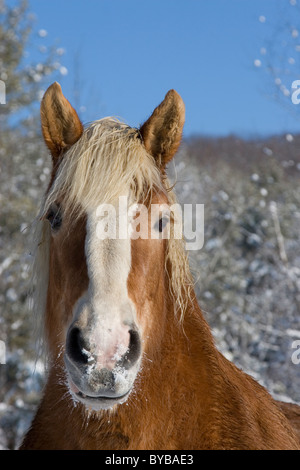 Cheval de Trait Belge dans la neige de l'hiver Banque D'Images