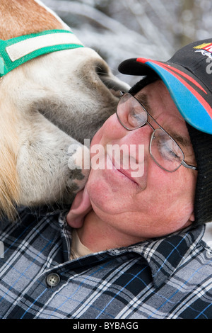 Cheval de Trait Belge et l'homme, l'animal funny kiss Banque D'Images