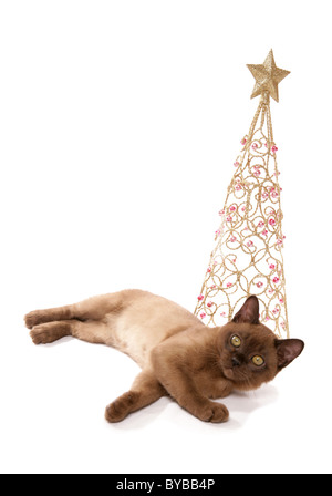 Chaton birman pose par Noël Décoration portrait dans un studio Banque D'Images