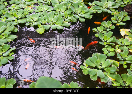 Koi ou poisson d'or dans un bassin avec une des plantes de l'eau Banque D'Images