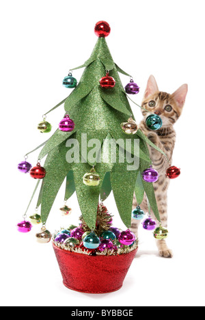 Chatons avec portrait de l'arbre de Noël dans un studio Banque D'Images