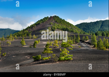 Beau paysage de lave sur la Cumbre Nueva à La Palma, îles Canaries, Espagne Banque D'Images