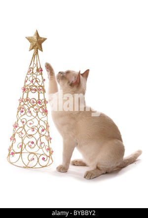 Chat birman vers Noël Décoration portrait dans un studio Banque D'Images