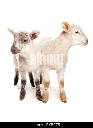 Deux croix de suffolk muel agneaux debout dans un studio Banque D'Images