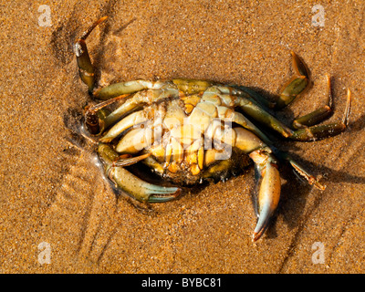 Vue rapprochée d'un crabe mort sur une plage de sable fin Banque D'Images