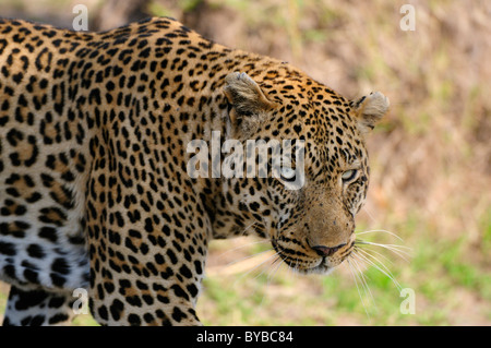 Leopard (Panthera pardus), homme, Masai Mara National Reserve, Kenya, Africa Banque D'Images