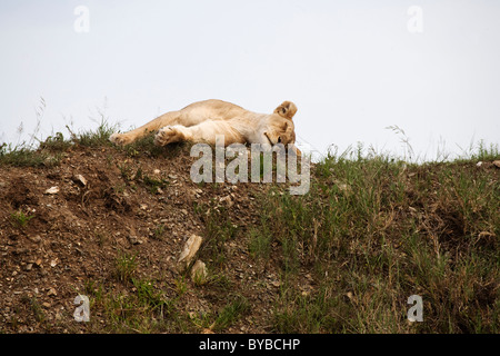 Lion dormant dans le Parc National du Serengeti, Tanzanie Banque D'Images