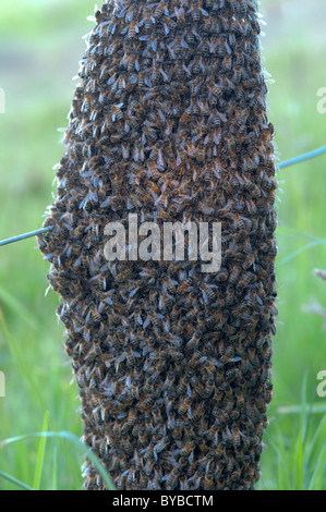 Abeille abeille (Apis mellifera) pullulent sur piquet. Sussex, UK.. juin. Banque D'Images