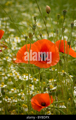 Red common poppies growing amongst white Oxeye daisies in a wild flower meadow Banque D'Images