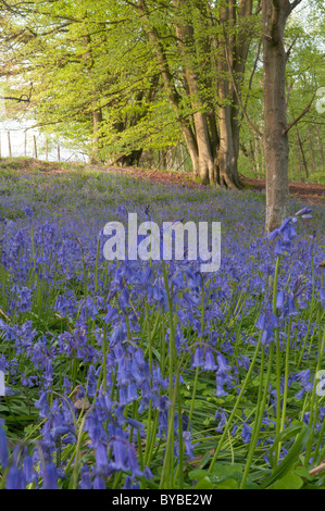 (Bluebell endymion non-scriptus) sous les arbres. chêne (Quercus sp.) et le hêtre commun (Fagus sylvatica). West Sussex, UK. avril. Banque D'Images