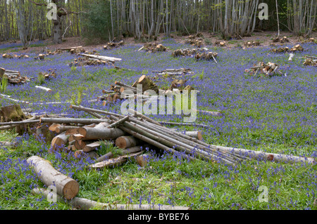 Le châtaignier (castanea sativa). taillis de bluebell, Hyacinthoides non-scriptus, précédemment endymion non-scriptus, West Sussex, UK. avril. Banque D'Images