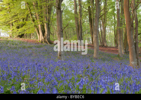 (Bluebell endymion non-scriptus) sous les arbres. chêne (Quercus sp.) et le hêtre commun (Fagus sylvatica). West Sussex, UK. avril. Banque D'Images