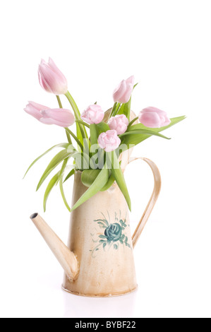 Printemps tulipe fleurs dans un arrosoir isolated over white background Banque D'Images