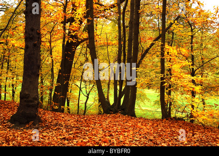 Forêt d'automne à Clamart-Meudon en France, région les Hauts de Seine, département de l'île de France Banque D'Images