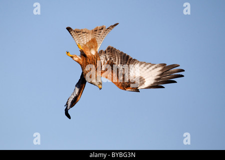 Le milan royal Milvus milvus,, seul oiseau en vol, Pays de Galles, de la Raymondie, janvier 2011 , Banque D'Images