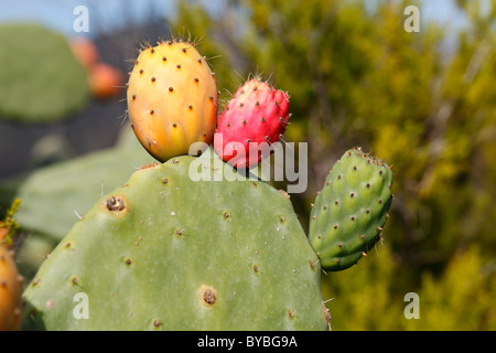 Fruits de rouge, jaune et vert sur un cactus (Opuntia ficus-indica), l'île de La Gomera, Îles Canaries, Espagne Banque D'Images